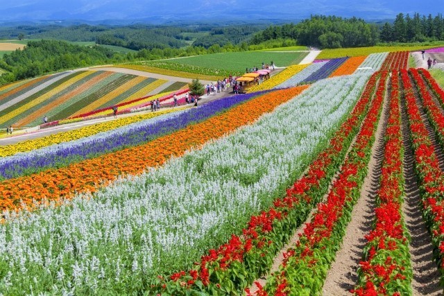 5 BEAUTIFUL FLOWER FIELD IN HOKKAIDO | Đơn Vị Tổ Chức Sự Kiện Chuyên ...